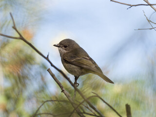 Australian Golden Whistler or Golden Whistler (Pachycephala pectoralis) perched on a thin branch with backlit sky in background