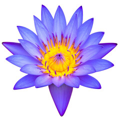 Symmetrical close-up of a vibrant purple and yellow water lily against a black backdrop