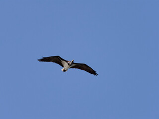 Straw-necked Ibis (Threskiornis spinicollis) in flight with clear blue-sky background.