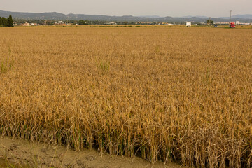 Campo de arroz listo para la cosecha, en el Delta del Ebro, Tarragona, España