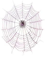 Obraz premium Spiderweb with a small spider in the center, isolated on white background.