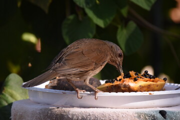 Pale-breasted Thrush feeding from a tropical fruit plate