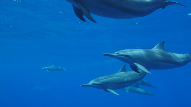Close-up underwater footage of a pod of dolphins swimming gracefully in the deep blue ocean, showcasing their smooth movements and natural beauty.