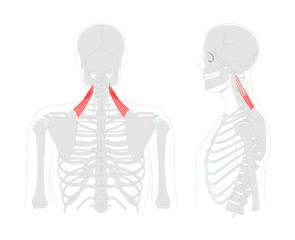Levator scapulae - Human neck and shoulder muscle shown in anatomy diagram, elevates scapula and tilts glenoid cavity inferiorly, essential for posture and movement education