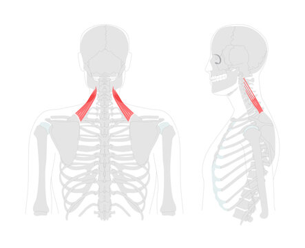 Levator scapulae - Human neck and shoulder muscle shown in anatomy diagram, elevates scapula and tilts glenoid cavity inferiorly, essential for posture and movement education