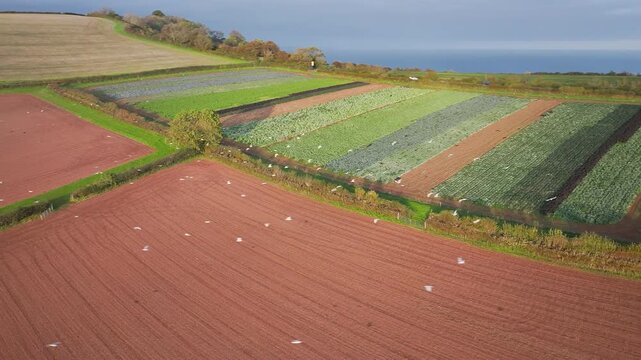 Gulls in fly over autumn Fields and Farms from a drone, Sheldon, Devon, England