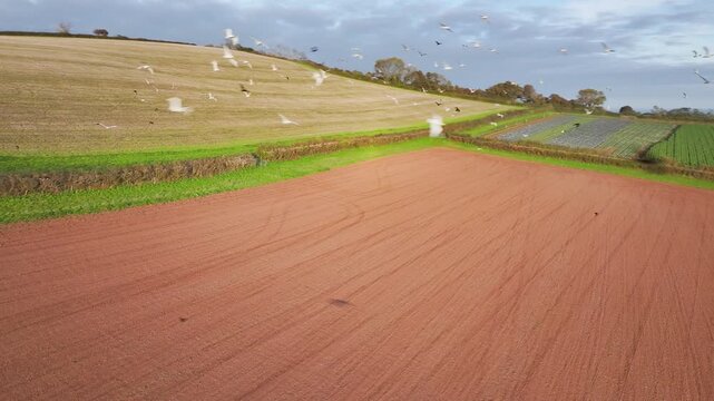 Gulls in fly over autumn Fields and Farms from a drone, Sheldon, Devon, England