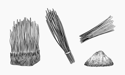 Line art illustration showing lemongrass in various forms