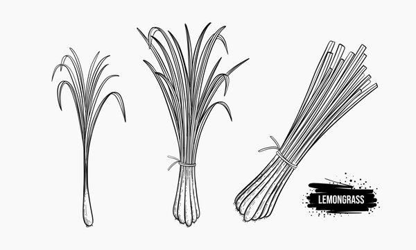 Three illustrations of lemongrass stalks in varying sizes