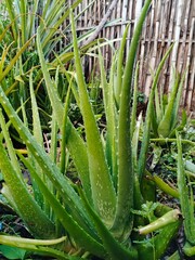 aloe vera plant