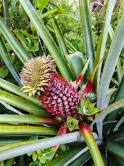 pineapple in the garden