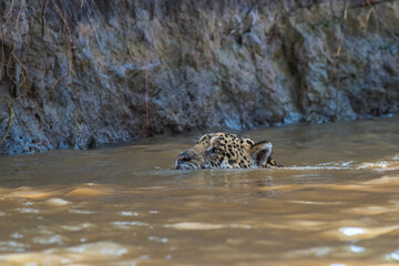 Jaguar swimming in Mato Grosso forest environment,Pantanal,Brazil