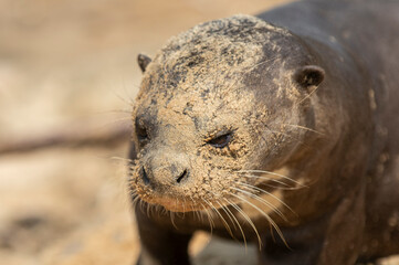 Giant river otter ,Pteronura brasiliensis, Endangered specie,Cuiabá River,Pantanal, Mato Grosso, Brazil