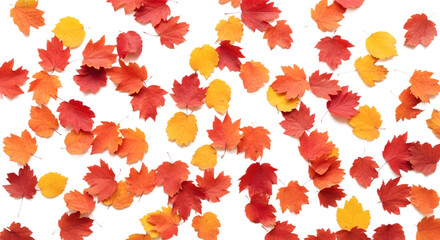 Maple Leaves on White Background, Nature Photography, Vibrant Atmosphere, Close-up View