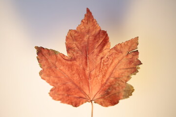 Obraz premium A burgundy maple, autumn leaf