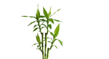 Fototapeta premium Vibrant Lucky Bamboo Plant With Green Leaves On Black Background