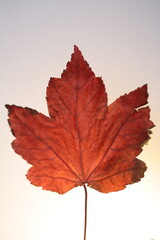 Fototapeta premium A burgundy maple, autumn leaf