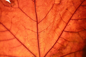 Obraz premium Burgundy autumn leaf