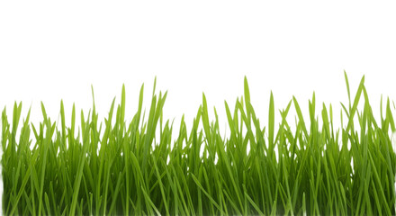 grass blades isolated on a clean white background, symbolizing springtime, nature, and organic growth