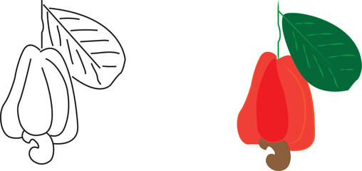 Fresh Cashew Fruits with Branch and Leaves Illustration Isolated on White Background