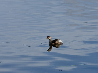 Australasian or Little Grebe  (Tachybaptus novaehollandiae) swimming alone in a lagoon.