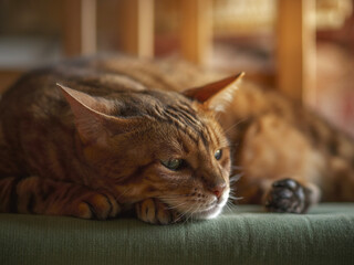 Portrait of a sad bengal cat at home. Closeup.	
