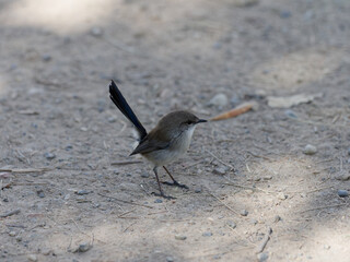 Young Male Superb Fairywren (Malurus cyaneus) standing alone on a patch of dirt with gravel and twigs.