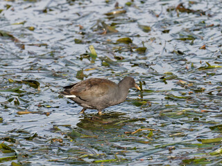 Dusky Moorhen (Gallinula tenebrosa) wading in shallows foraging for food in among the reeds.