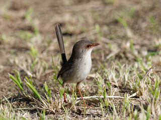 Superb Fairywren (Malurus cyaneus) standing on the ground