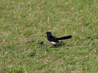 Fototapeta premium Willie Wagtail or Willy Wagtail (Rhipidura leucophrys) standing on green grass 