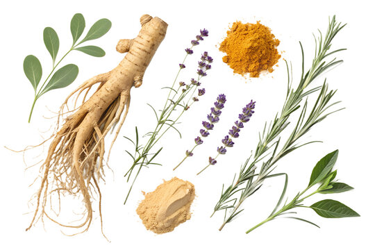 Realistic Dry Herbs and Roots PNG Set &ndash; Isolated Ginseng, Turmeric, Ginger, and Lavender on Transparent Background