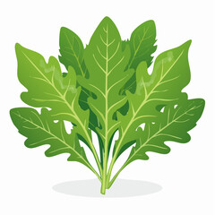 Green arugula leaves with transparent background