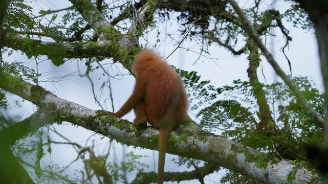 Red leaf monkey