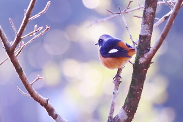 枝に止まるジョウビタキ