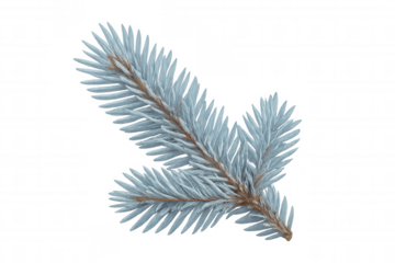 Spruce branch with blue-green needles, perfect for winter and christmas designs. Isolated on a transparent background
