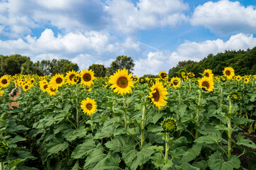 field of sunflowers