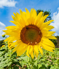 Fototapeta premium sunflower