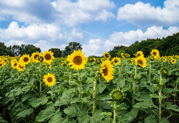 field of sunflowers