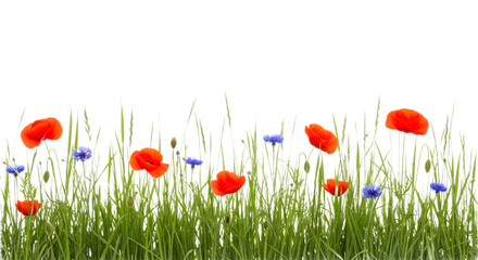 Wildflowers blooming in green grass field with poppies and cornflowers isolated on white background, close-up nature view, spring growth concept