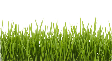 grass blades in natural outdoor environment with bright lighting and clear background for nature and plants concept