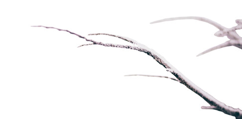 Minimalist Frosted Branch. Isolated on transparent background, png