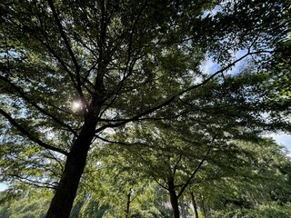Fototapeta premium Beautiful tree with green leaves growing under blue sky, bottom view