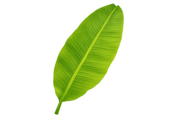 Fototapeta premium Banana leaf green tropical plant transparent background
