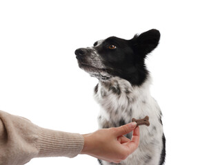 Woman giving tasty bone shaped dog cookie to her adorable Border Collie on white background, closeup