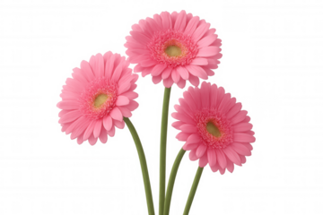 Pink gerbera daisies blooming, fresh flowers with green stems, symbolizing spring, beauty, and growth on transparent background
