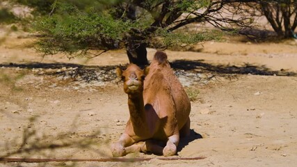 A one humped dromedary camel (Camelus dromedarius) is captured resting on the sandy ground in the shade of a small, sparse tree. The footage highlights the animal's ability to thrive in arid condition