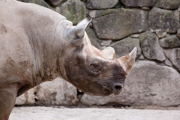 Fototapeta premium 強く、穏やかに