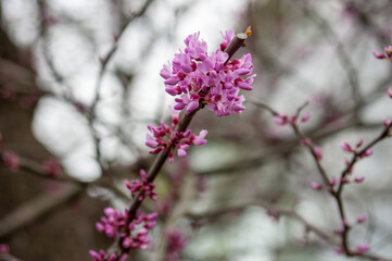 春に咲くピンクの花