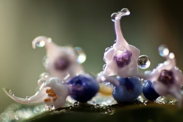 Obraz premium beads,moist,glory,dew,droplets,plant,garden,water,closeup,wet,macro,bloom,botanical,nature,morning,flower,fresh,petals,delicate,blossom