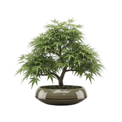 Small bonsai tree in a pot on black background isolated illuustration on transparent background